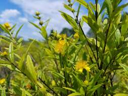 Image of shrubby St. Johnswort