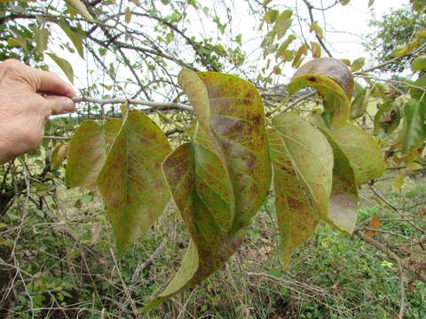 Image of Osage-orange