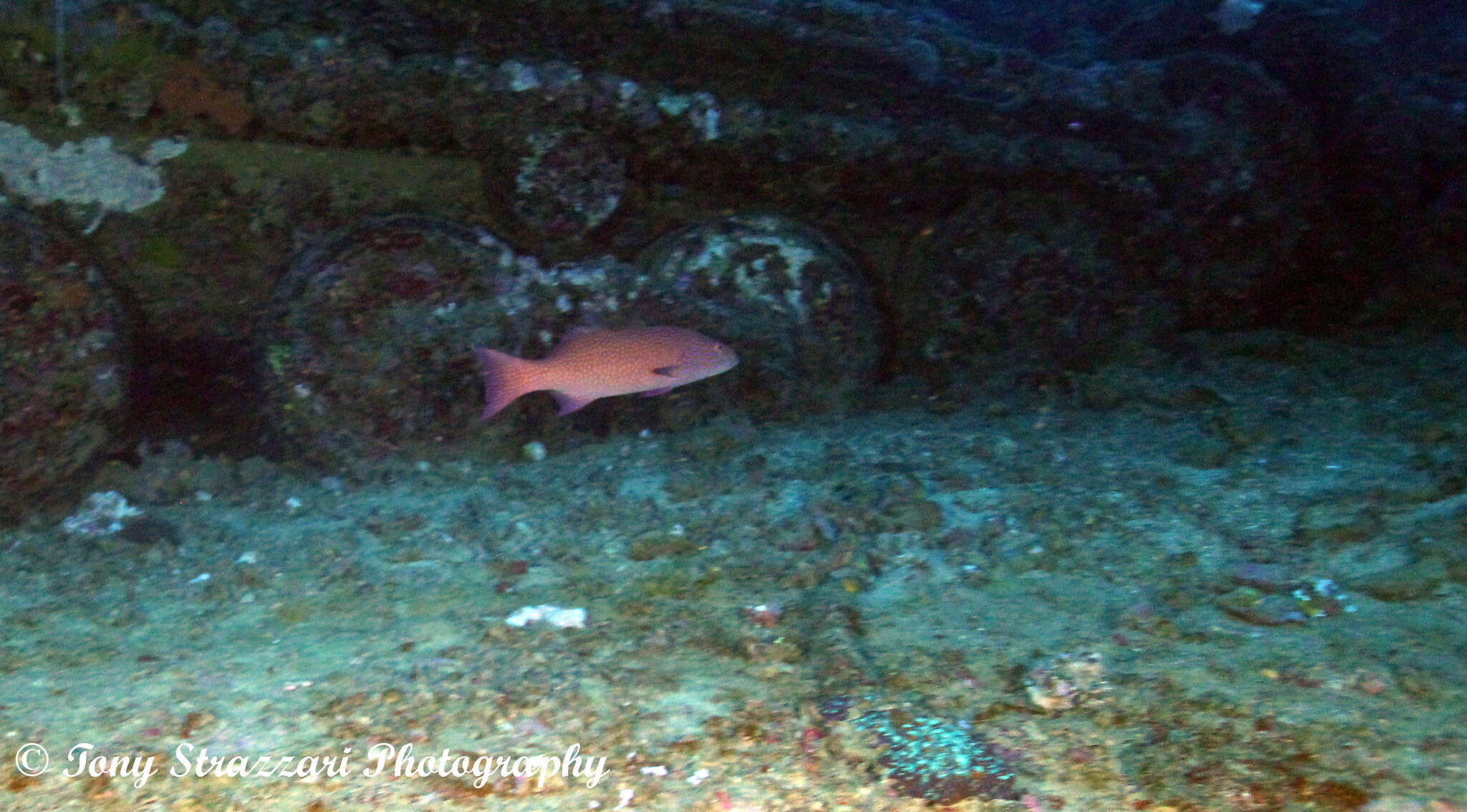 Image of Highfin coralgrouper