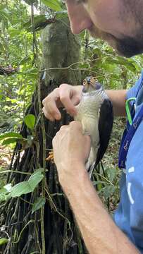 Image of Lined Forest-falcon