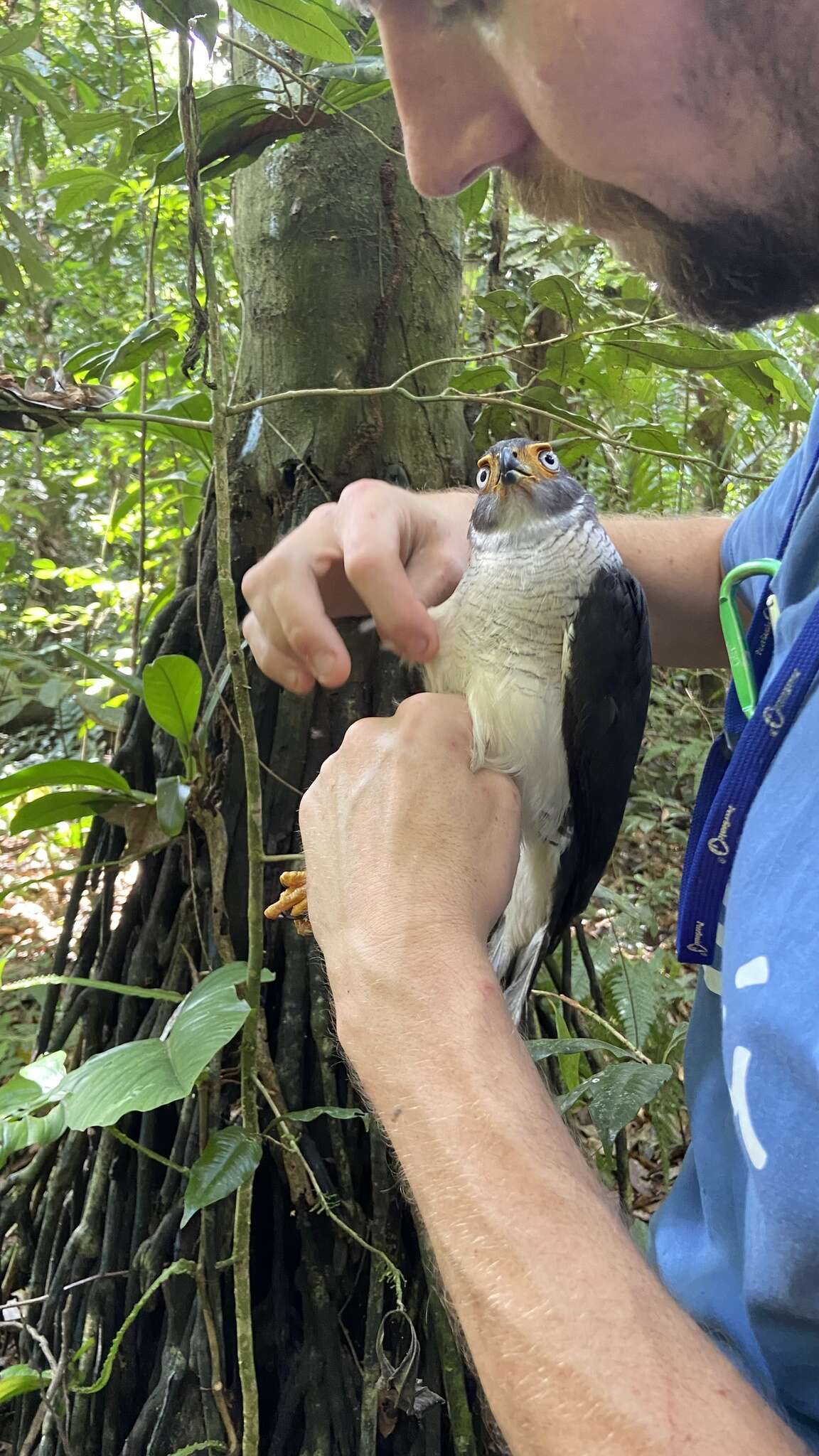 Image of Lined Forest-falcon