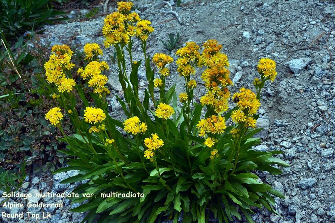 Image of Rocky Mountain goldenrod