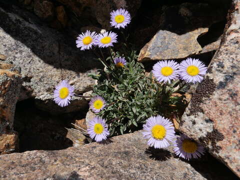 Image de Erigeron algidus Jepson