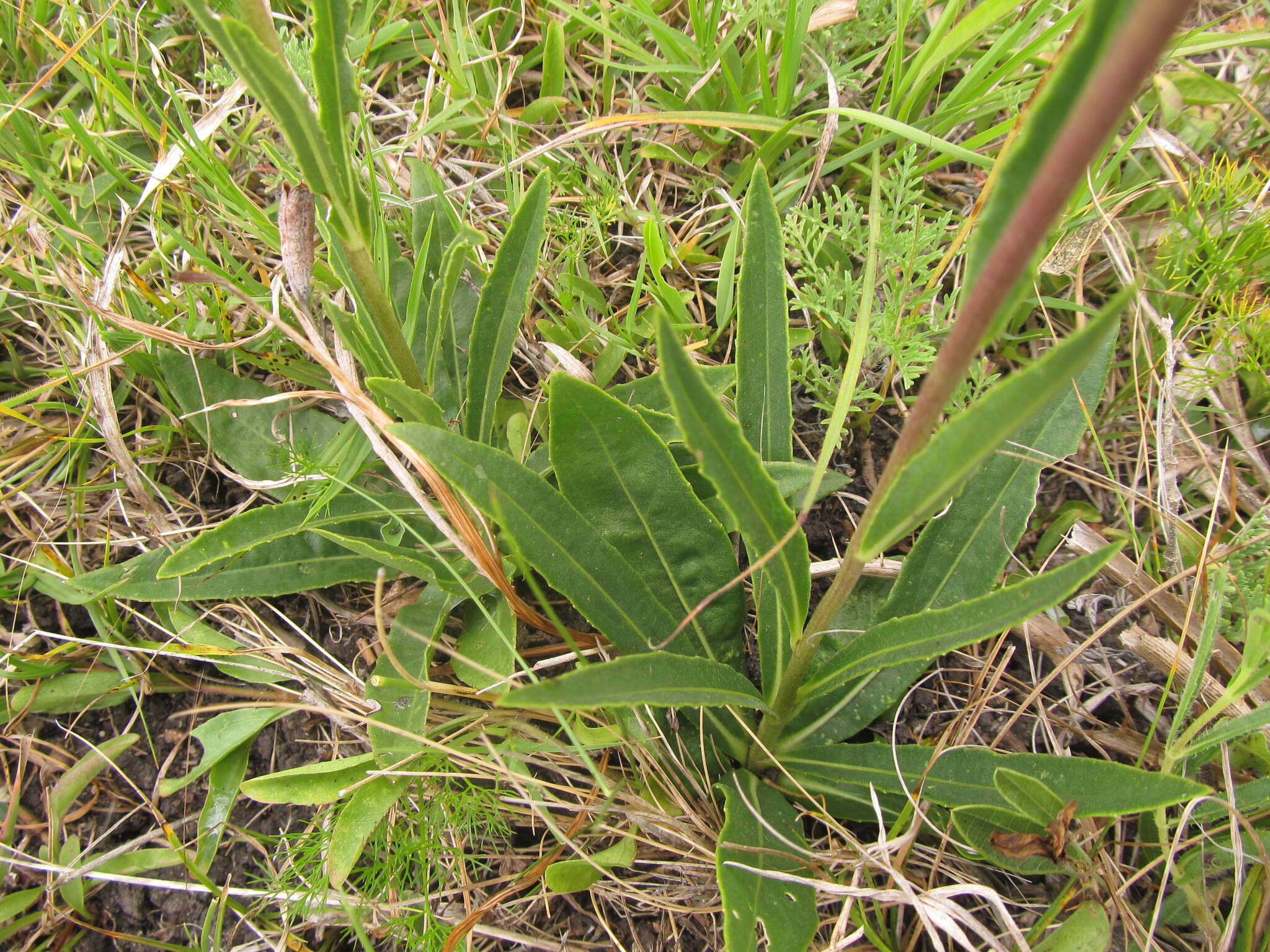 Слика од Chrysolaena flexuosa (Sims) H. Rob.