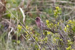 Image of Red-mantled Rosefinch