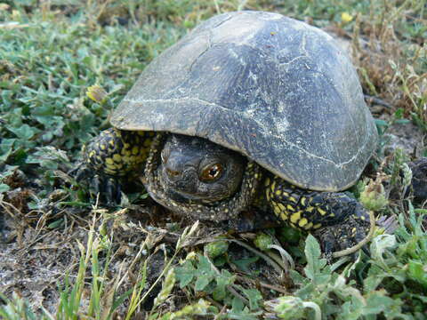 Image de Emys orbicularis occidentalis Fritz 1993