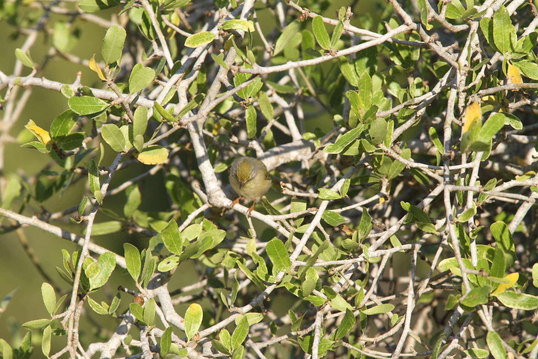 Imagem de Neomixis tenella orientalis Delacour 1931