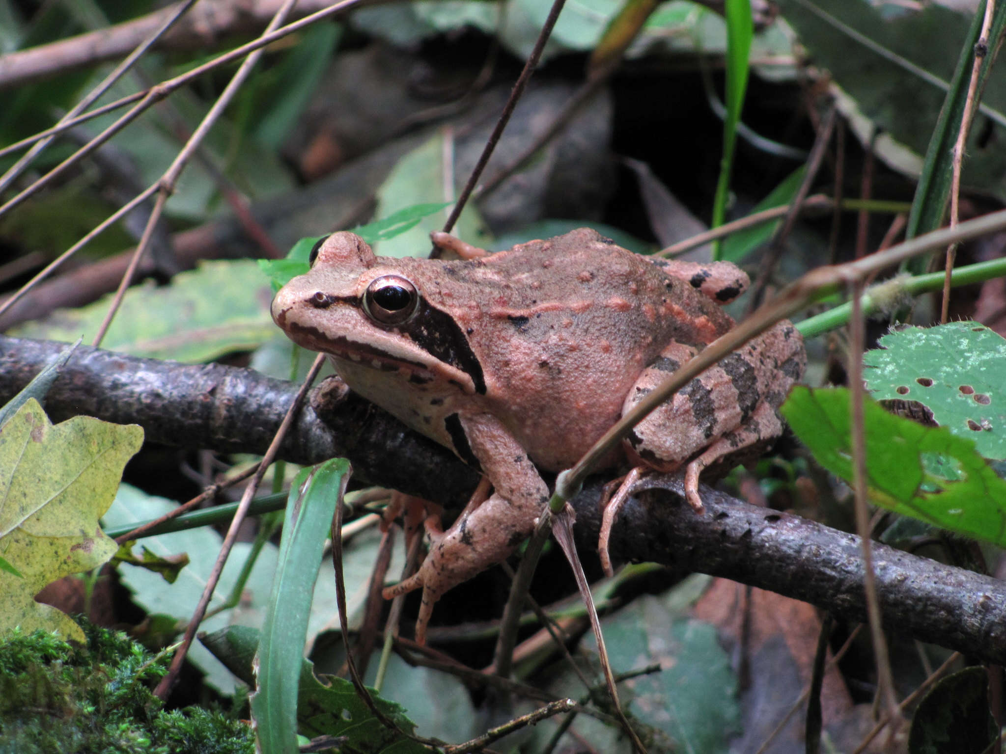 Imagem de Rana macrocnemis Boulenger 1885