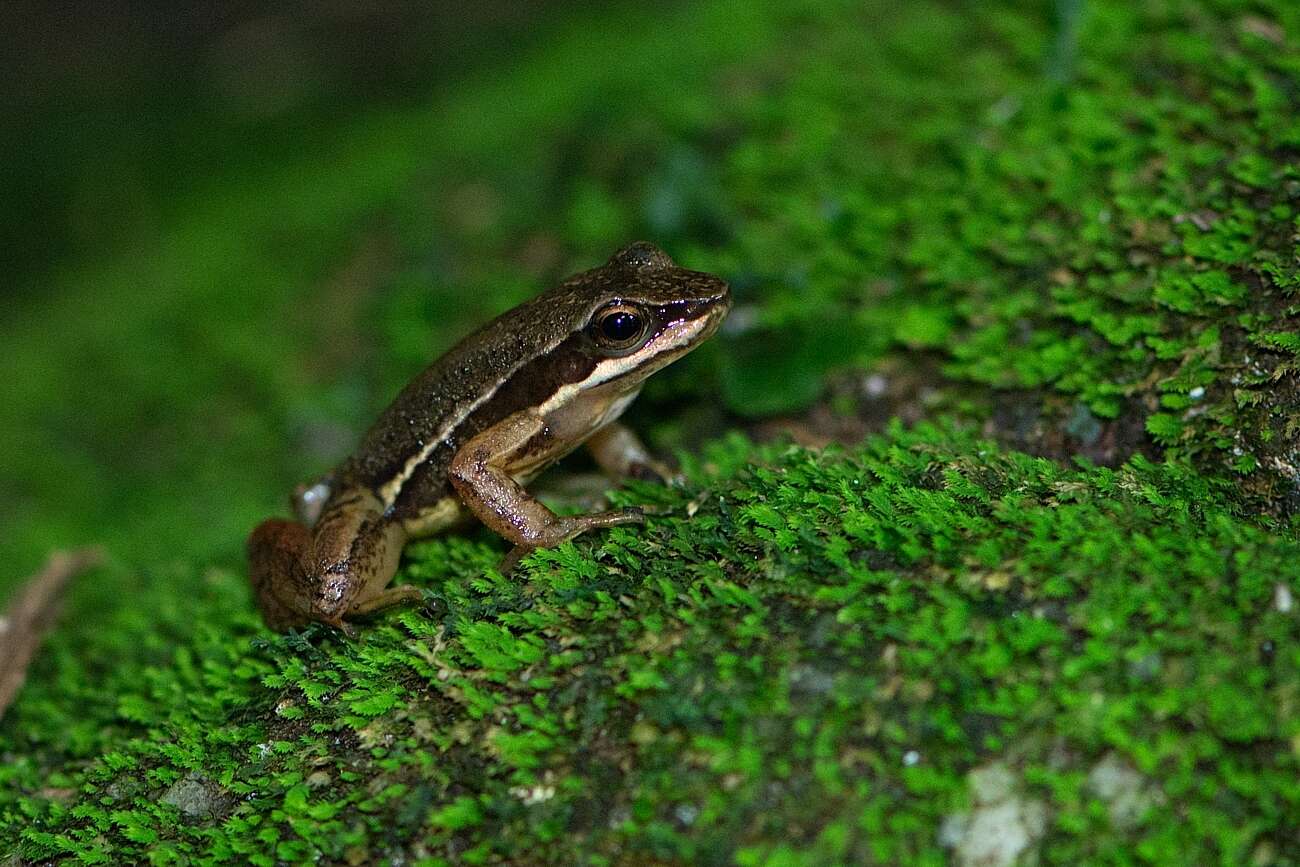 Image of Hylodes caete Malagoli, de Sá, Canedo & Haddad 2017