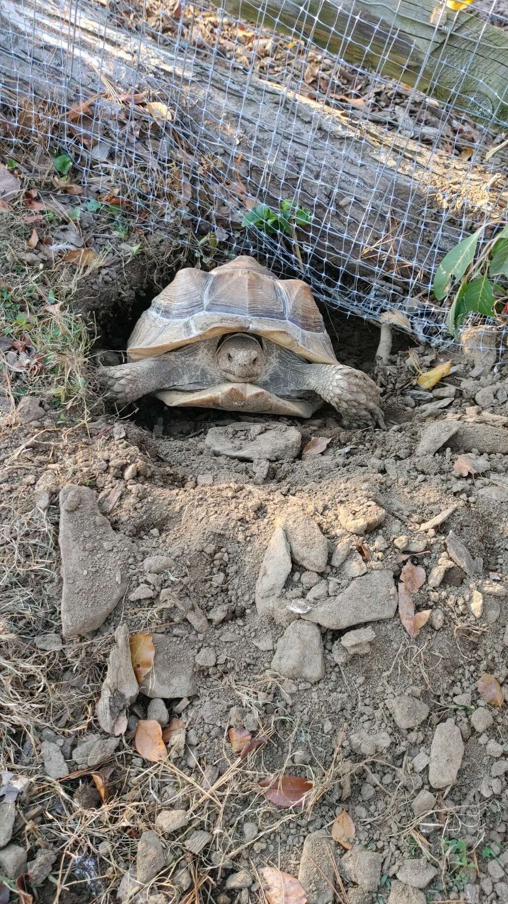 Image of spurred tortoise