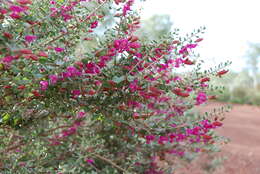 Imagem de Eremophila maculata (Ker-Gawler) F. Muell.