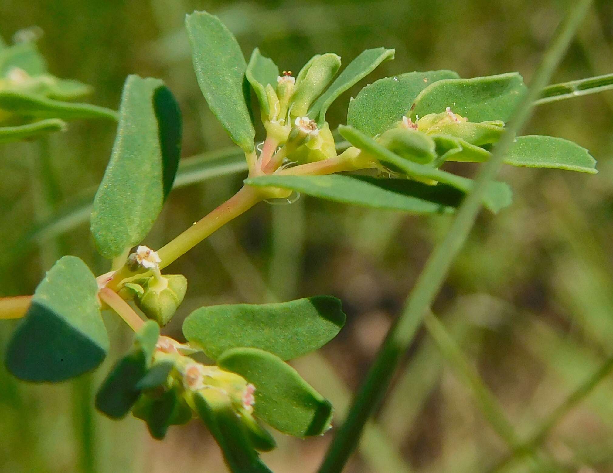 Image of ribseed sandmat