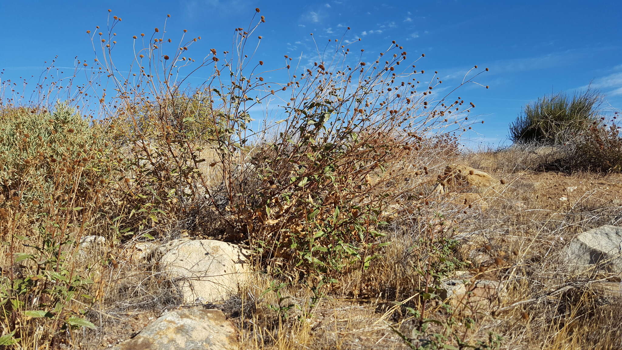 Image of slender sunflower