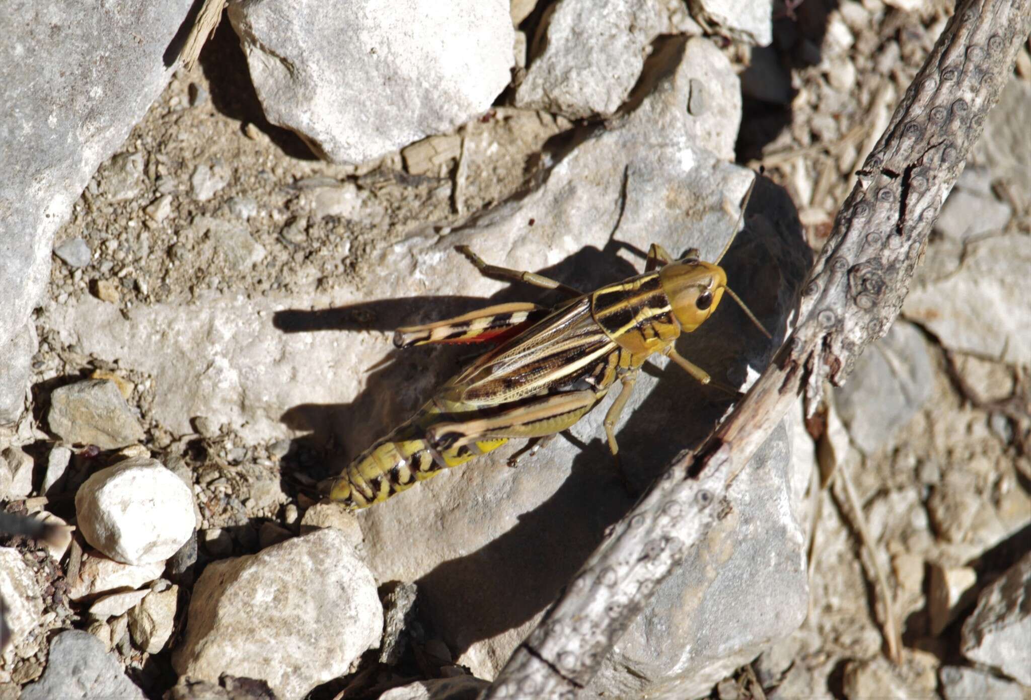 Image of Arcyptera (Arcyptera) fusca (Pallas 1773)