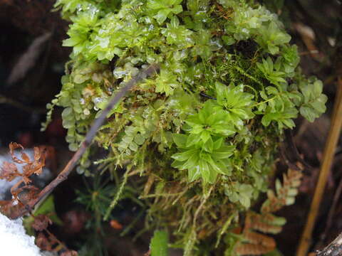 Image of rose rhodobryum moss