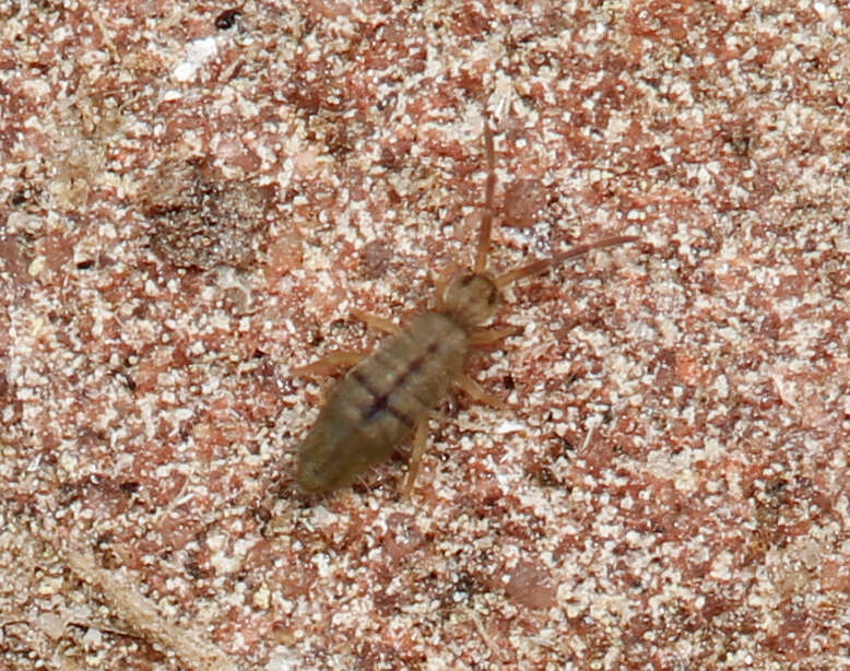 Image of Springtail