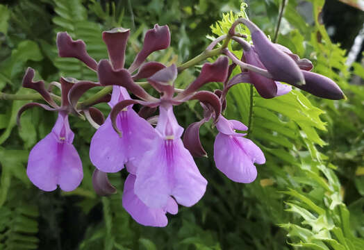 Image of Encyclia cordigera (Kunth) Dressler