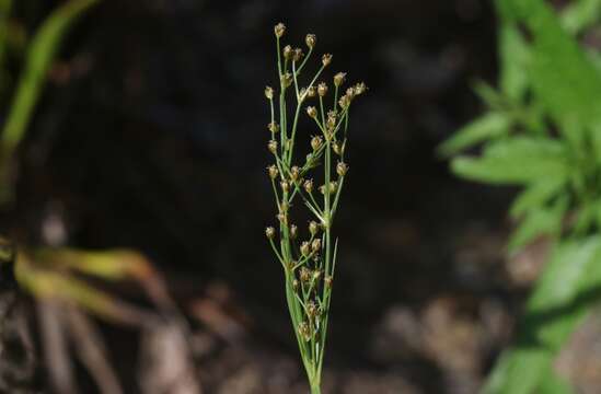 Plancia ëd Fimbristylis littoralis Gaudich.