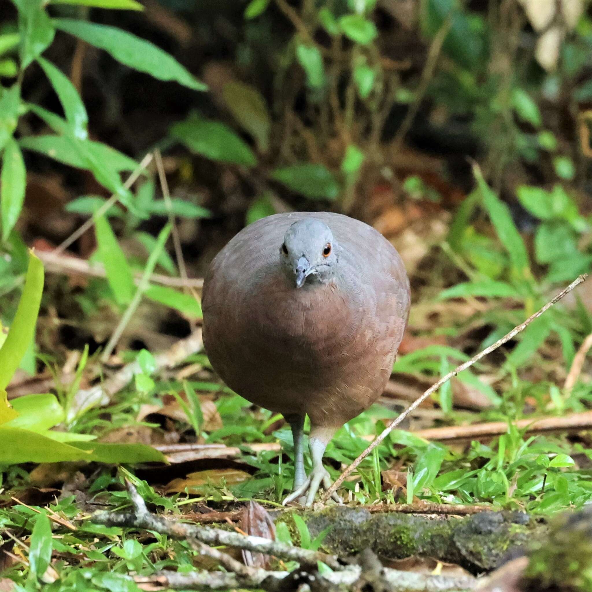 Plancia ëd Crypturellus obsoletus (Temminck 1815)