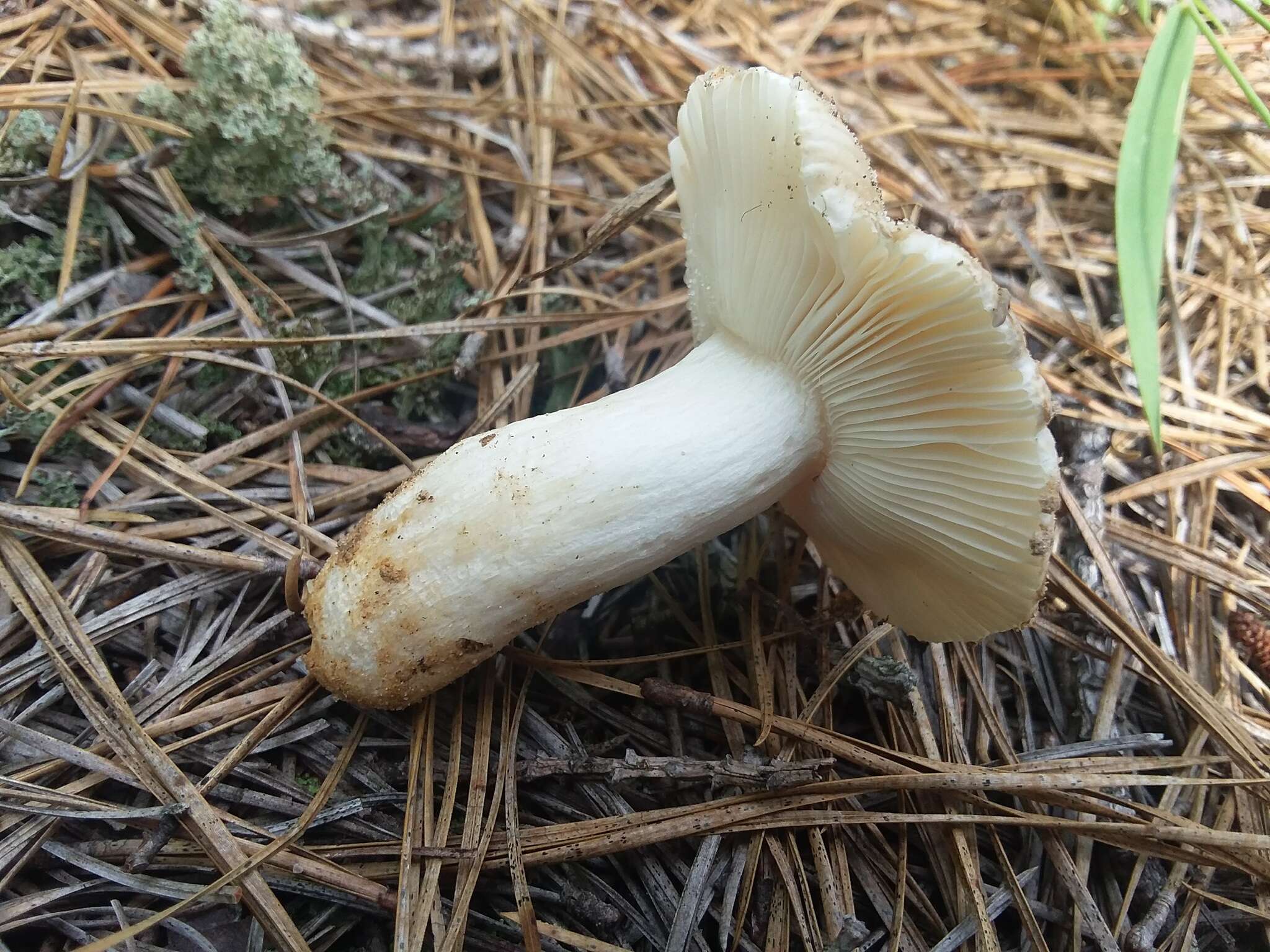 Image of Russula romagnesiana Shaffer 1964