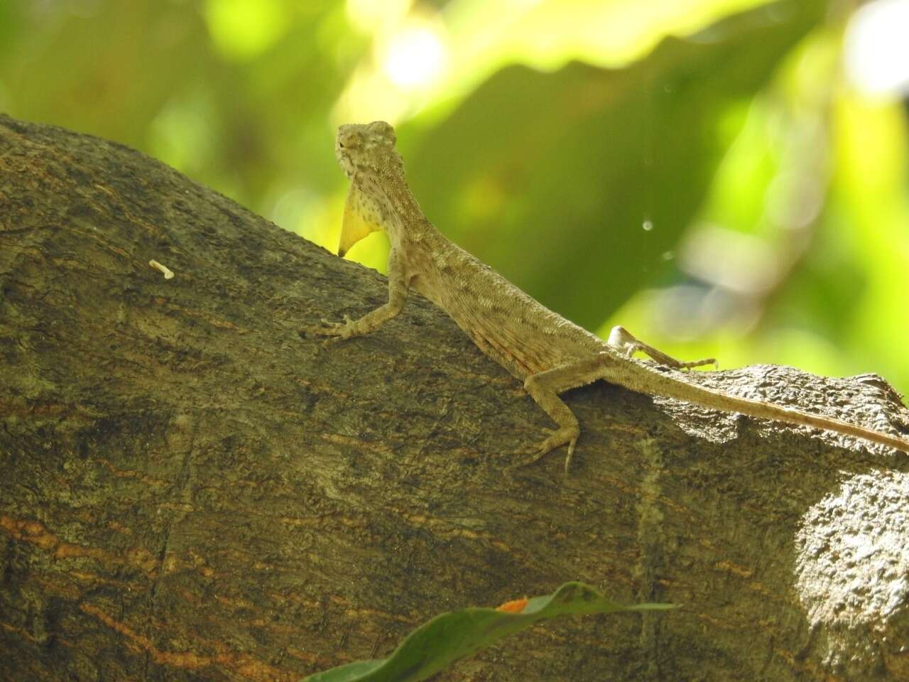 Draco timoriensis Kuhl 1820 resmi