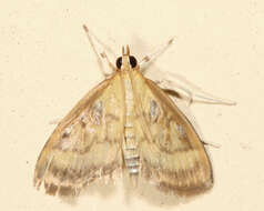 Image of Pale-winged Crocidophora moth