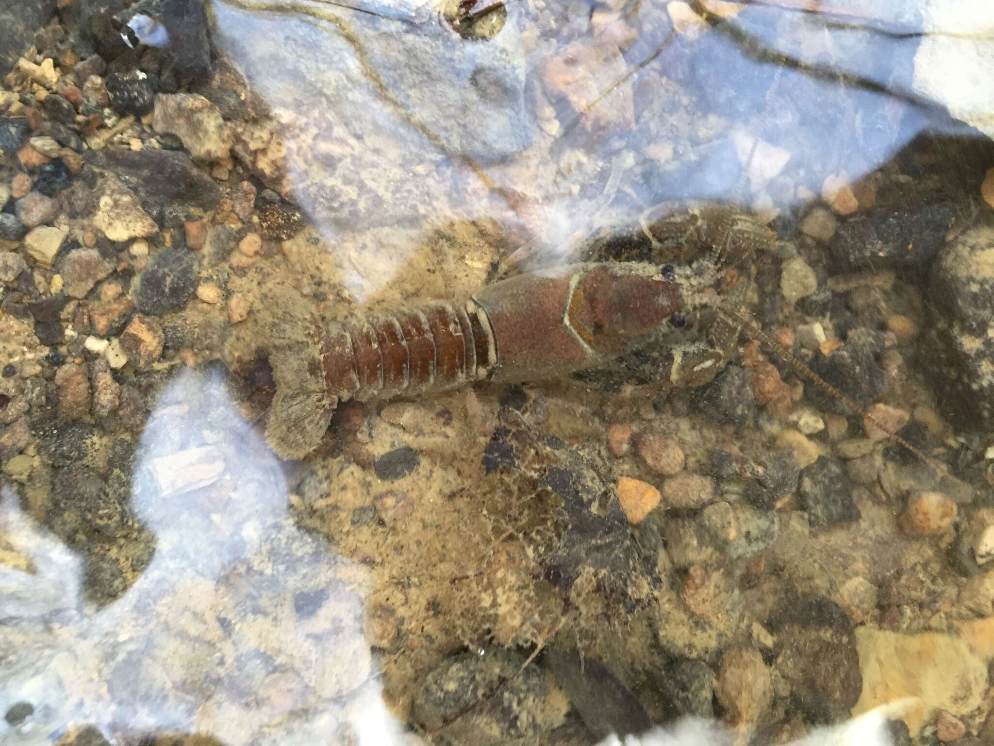 Image of Rock Crayfish