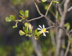 Image of Dusky Daisy-bush