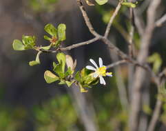 Image de Olearia muelleri (Sonder) Benth.