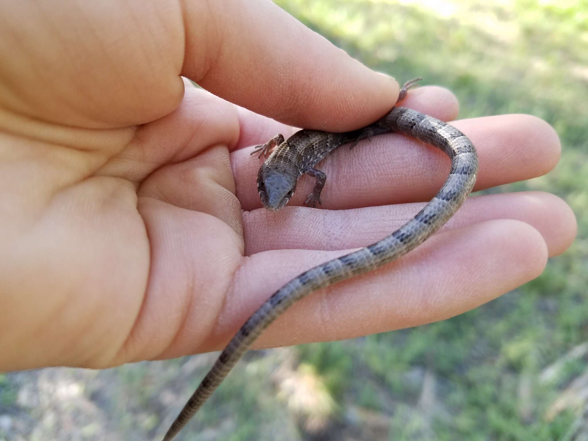 Image of Madrean Alligator Lizard