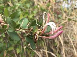 Image de Lonicera japonica var. chinensis (P. Watson) Baker