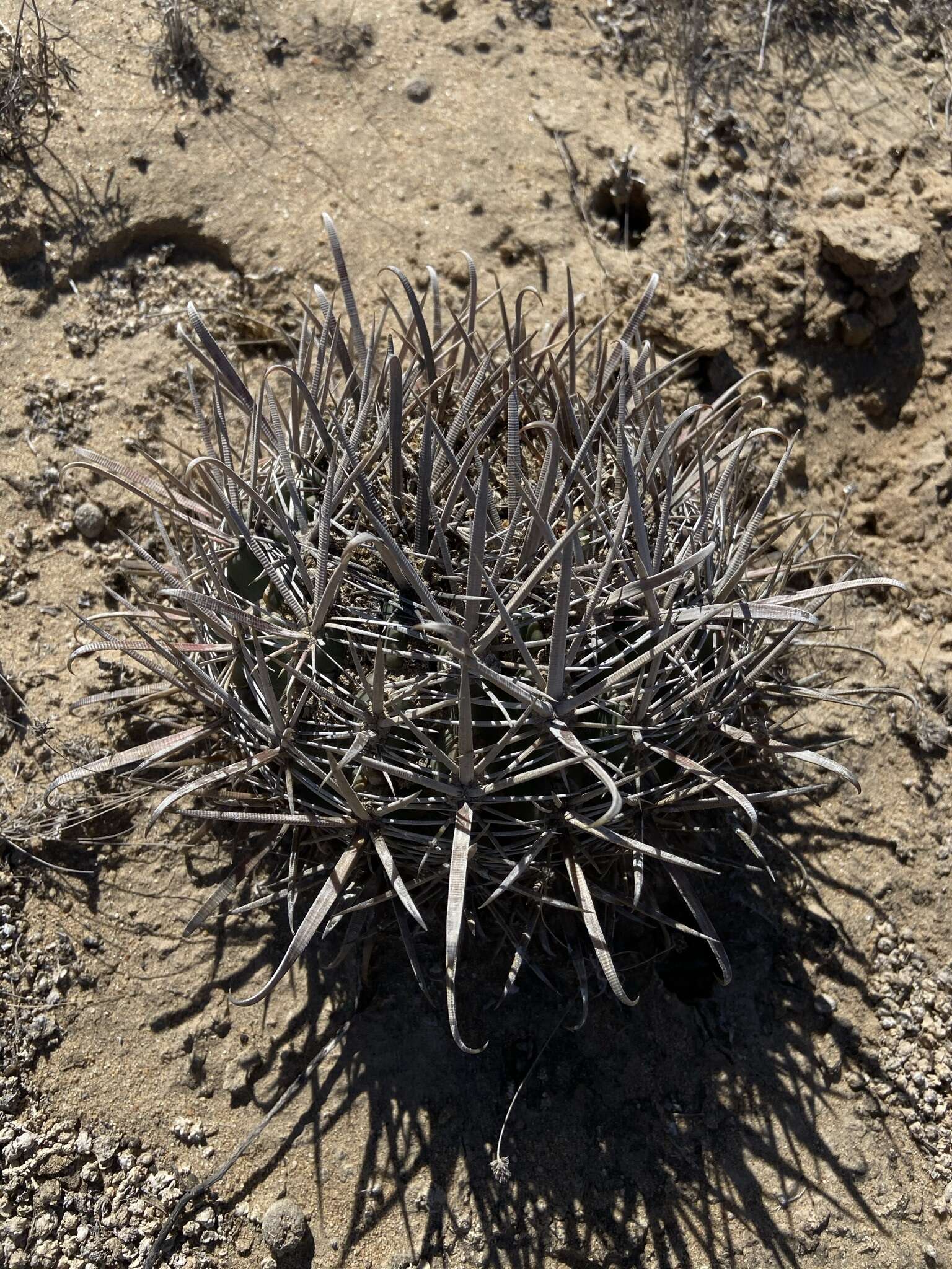 Image of Ferocactus fordii subsp. fordii