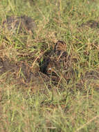 Image of Pin-tailed Snipe