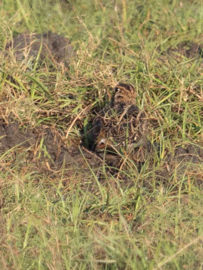 Image of Pin-tailed Snipe