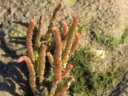 Image of glasswort