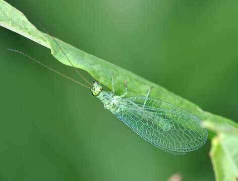 Image de Chrysopa abbreviata Curtis 1834