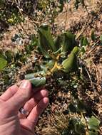 Ceanothus velutinus var. laevigatus Torr. & A. Gray resmi