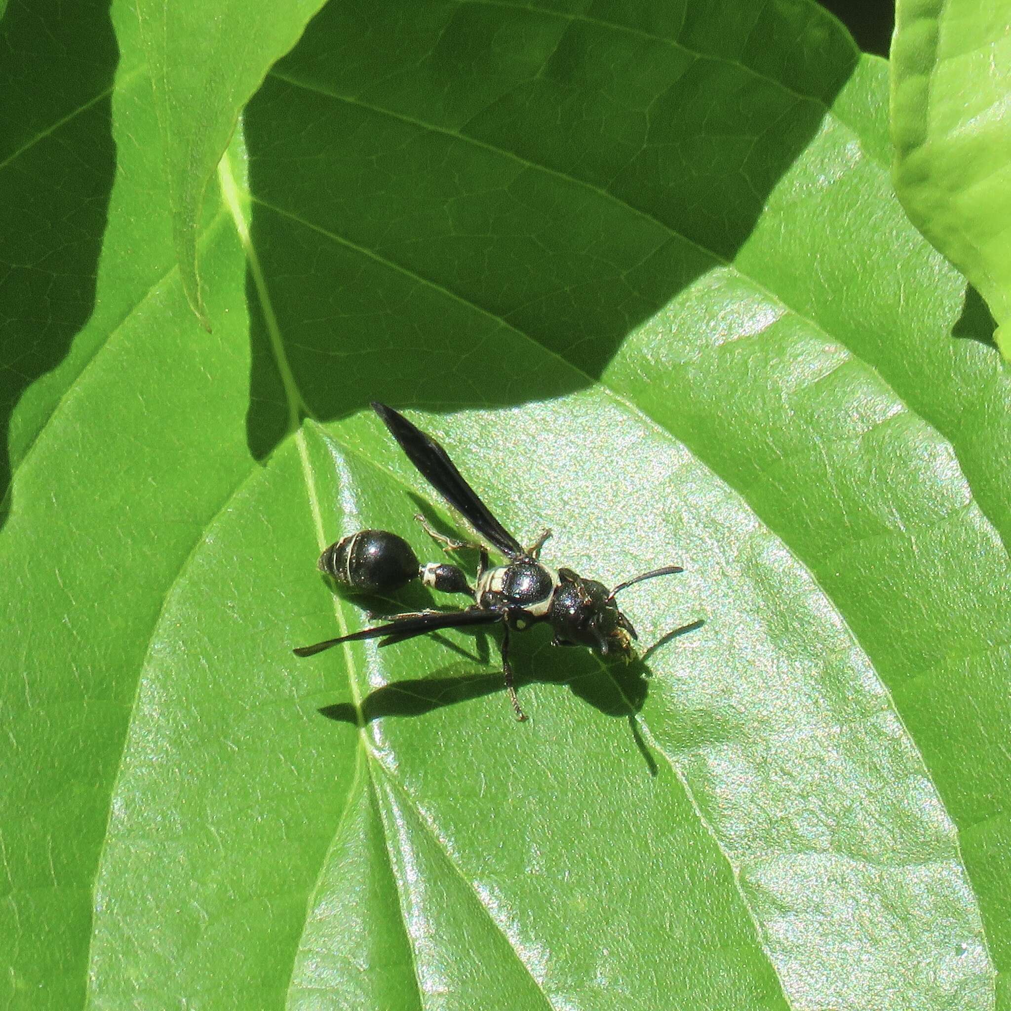 Слика од Zethus spinipes variegatus de Saussure 1852