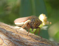 Image of Tapajosa rubromarginata (Signoret 1855)