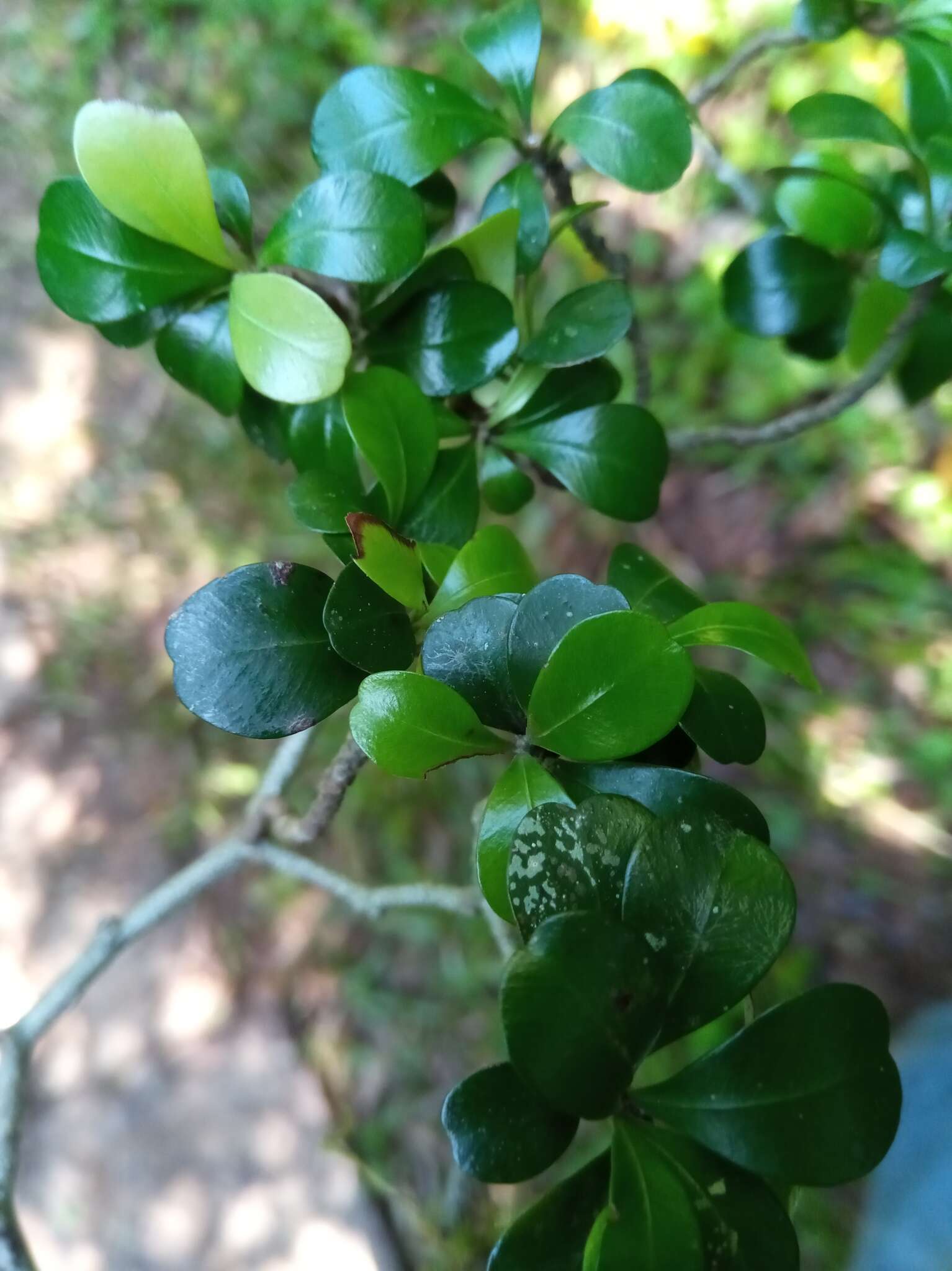 Слика од Capurodendron tampinense (Lecomte) Aubrév.