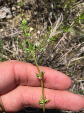 Image of southwestern bedstraw