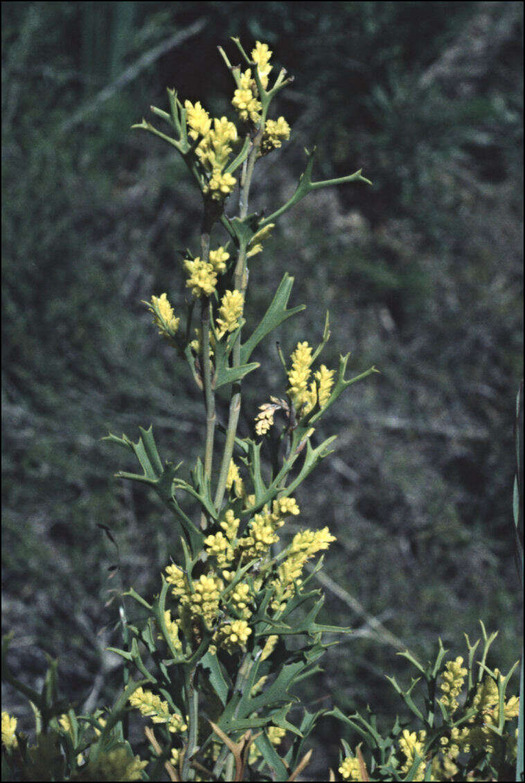 Image of Synaphea spinulosa (Burm. fil.) Merr.