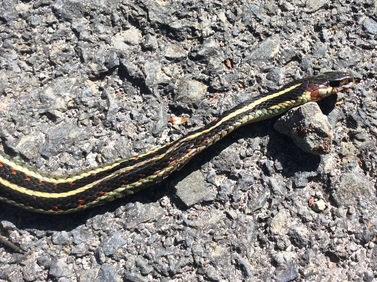 Plancia ëd Thamnophis sirtalis concinnus (Hallowell 1852)