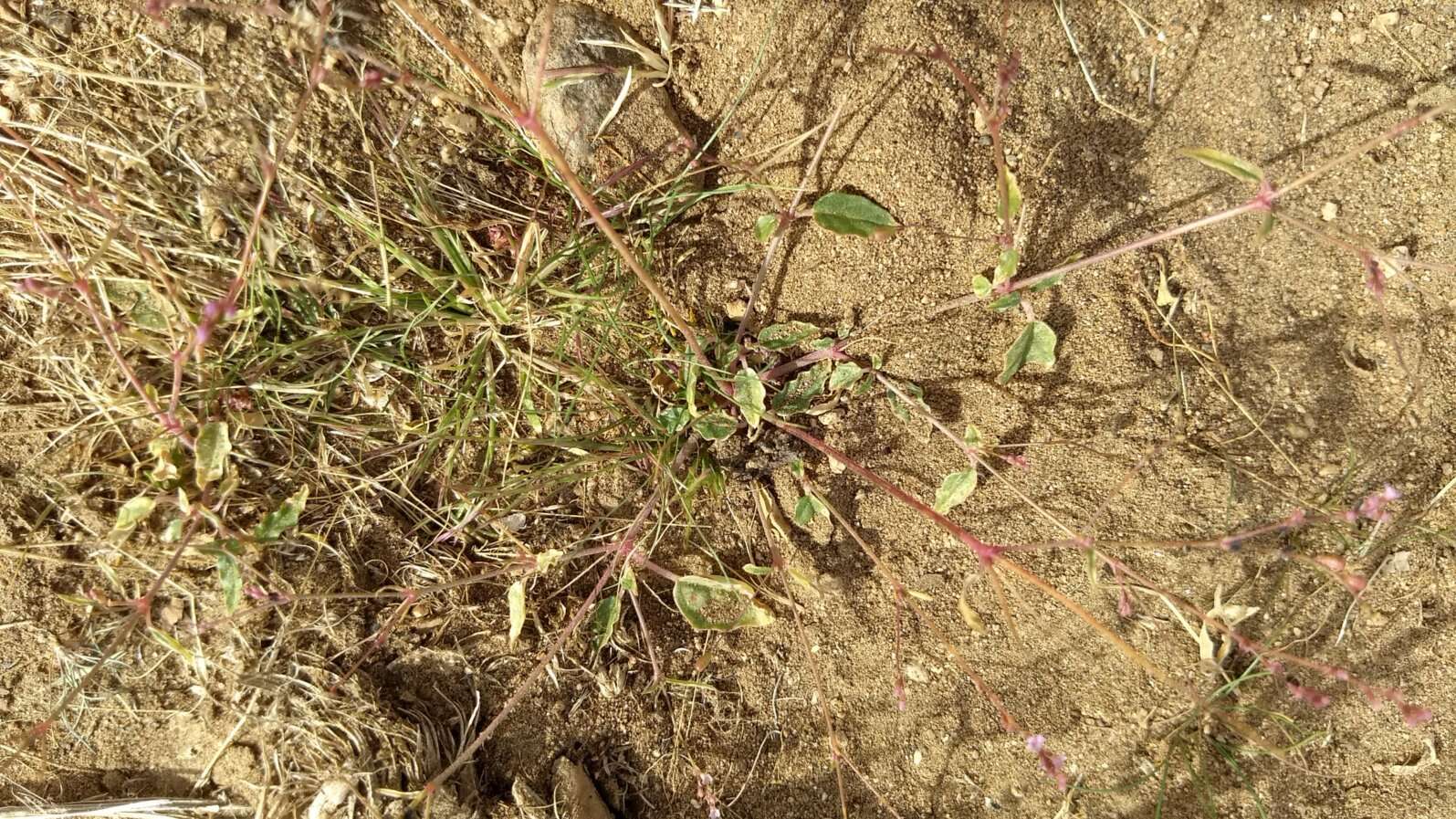 Image of Boerhavia coulteri var. palmeri (S. Wats.) Spellenberg