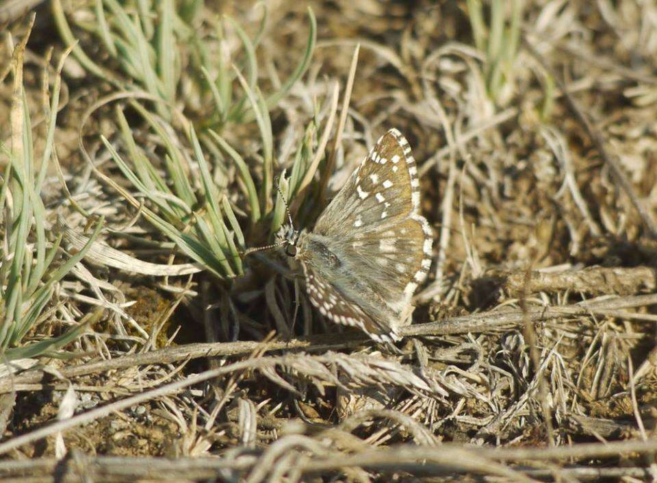 Image of oberthürs grizzled skipper