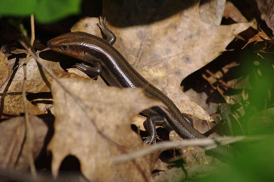 Plestiodon fasciatus (Linnaeus 1758) resmi