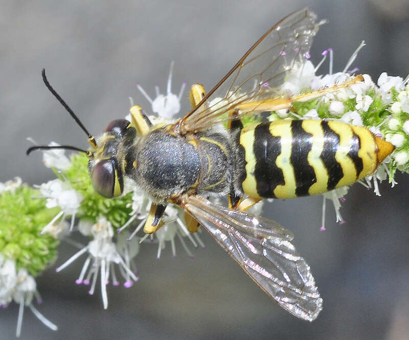 Image of Bembix sinuata Panzer 1804