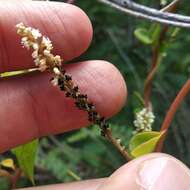 Image of Anredera ramosa (Moq.) Eliasson