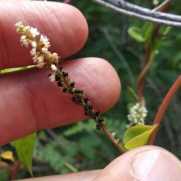 صورة Anredera ramosa (Moq.) Eliasson