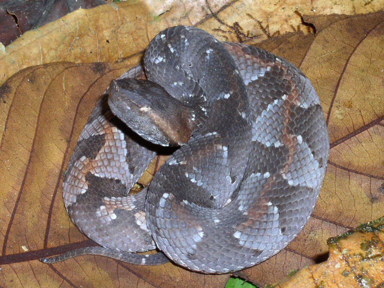 Image of Bothrocophias hyoprora (Amaral 1935)